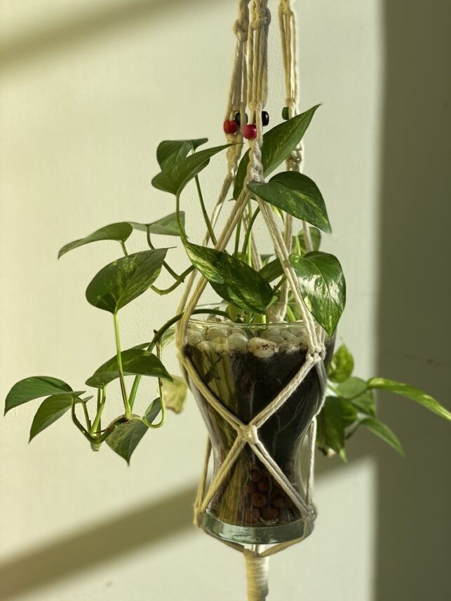 Danaat Hanging plants